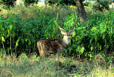 Chilla Wildlife Sanctuary